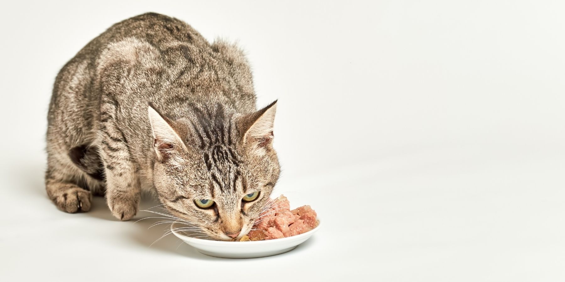 What To Feed My Cat To Gain Weight?