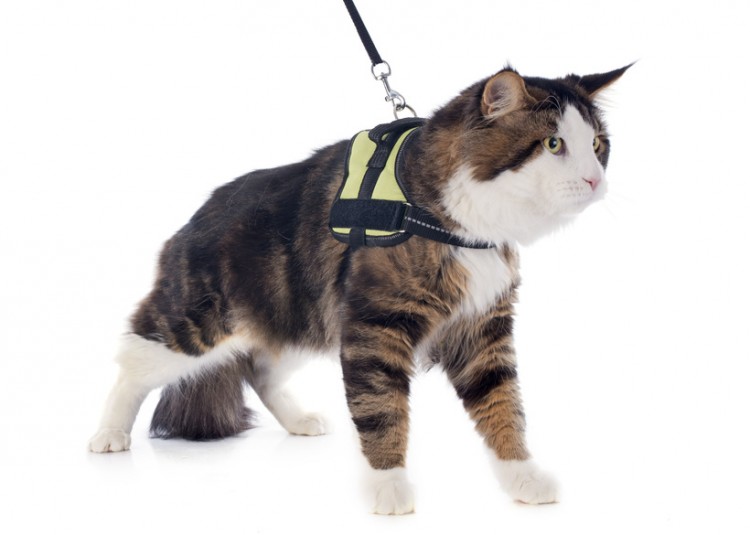 The Tactical Cat Harness: A Must-Have for Any Cat Parent